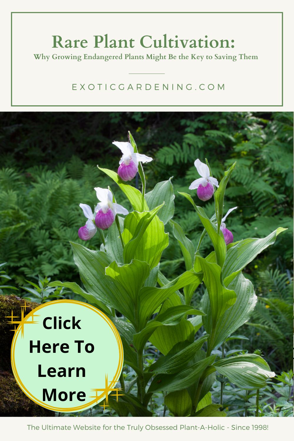 Cluster of pink and white lady’s slipper orchids blooming in a natural woodland setting.