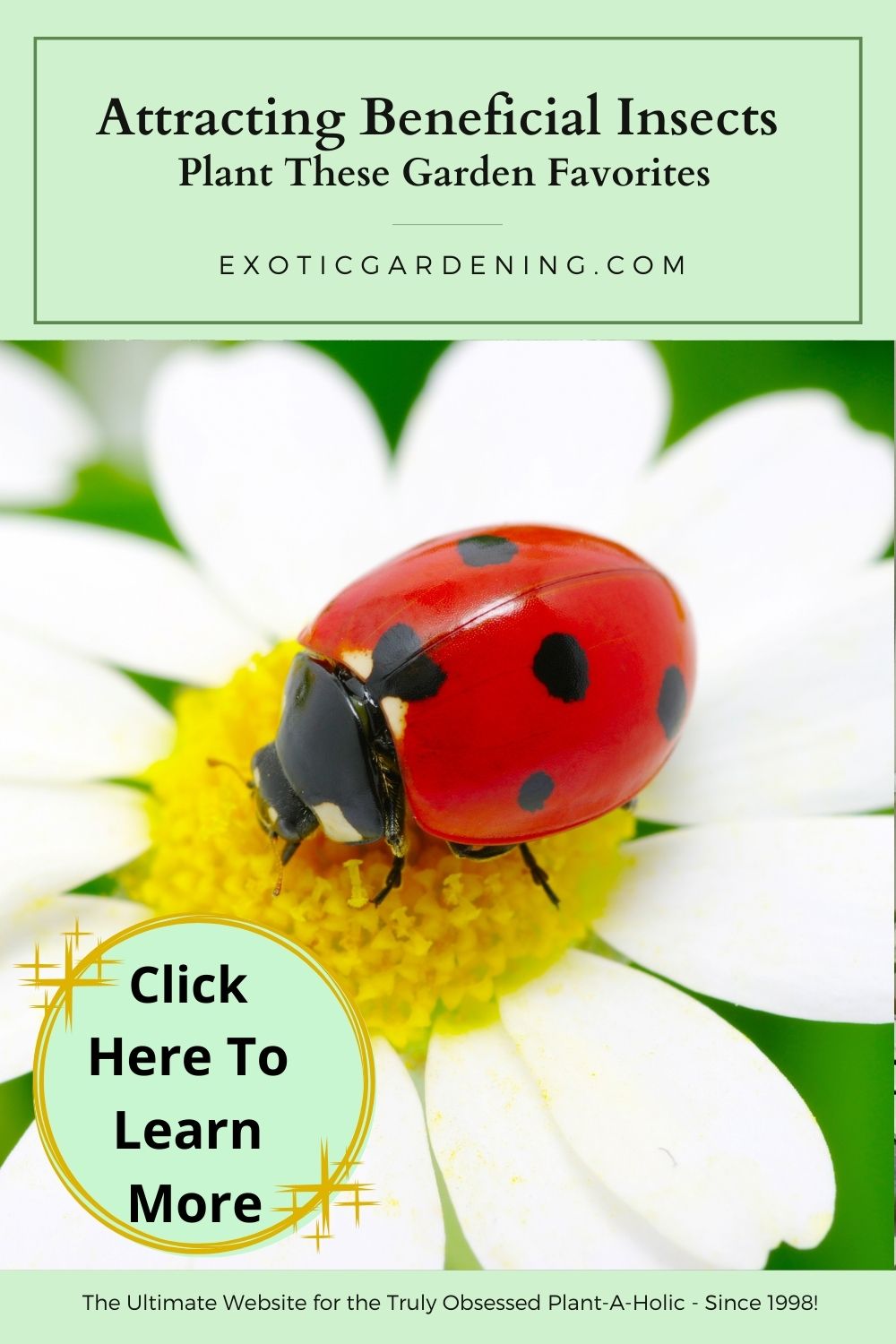 Close-up of a red ladybug with black spots on a yellow daisy center, with text about attracting beneficial insects.