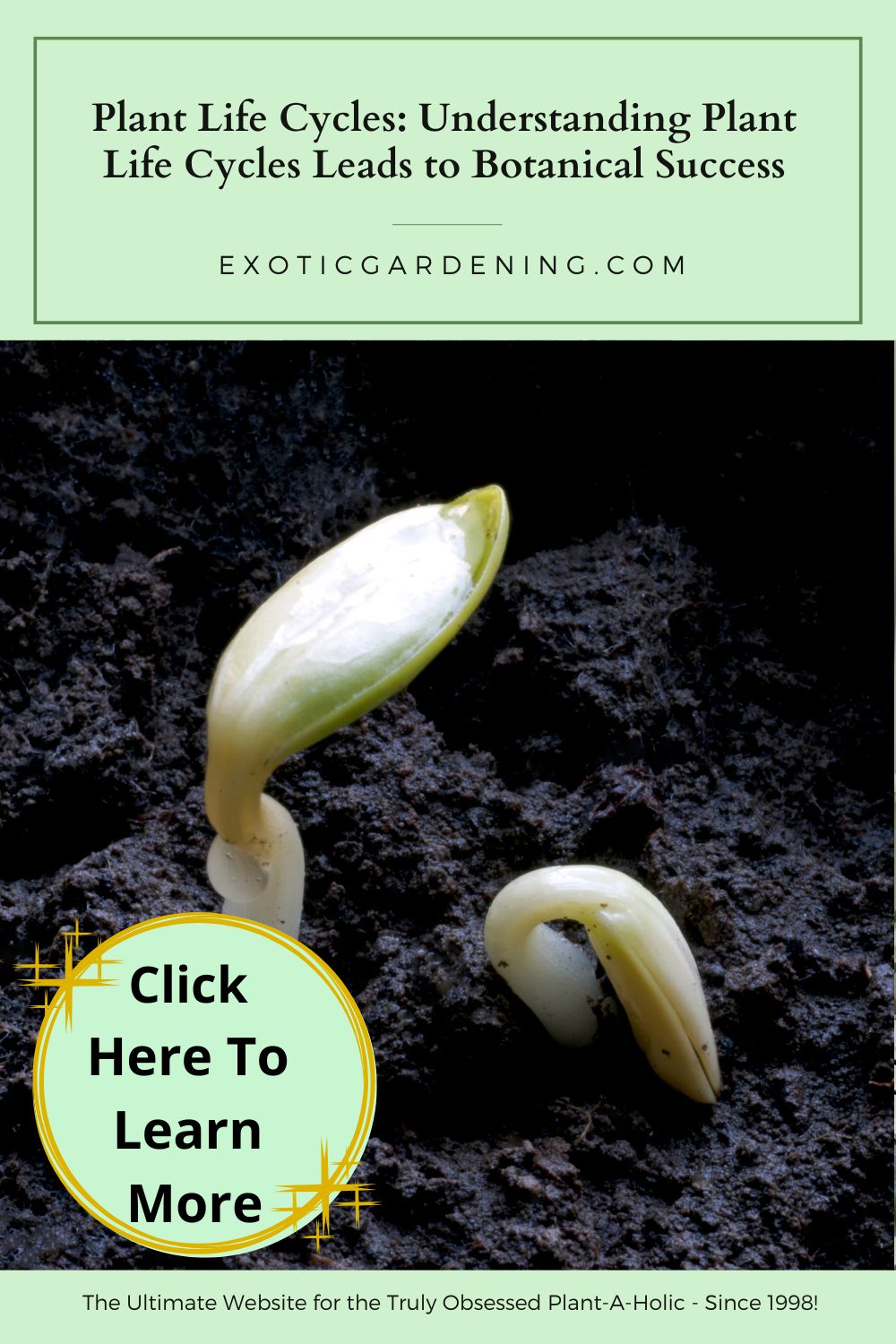 Close-up of a bean seed sprouting in dark soil, showing the first curved shoot and seed coat beginning to split.