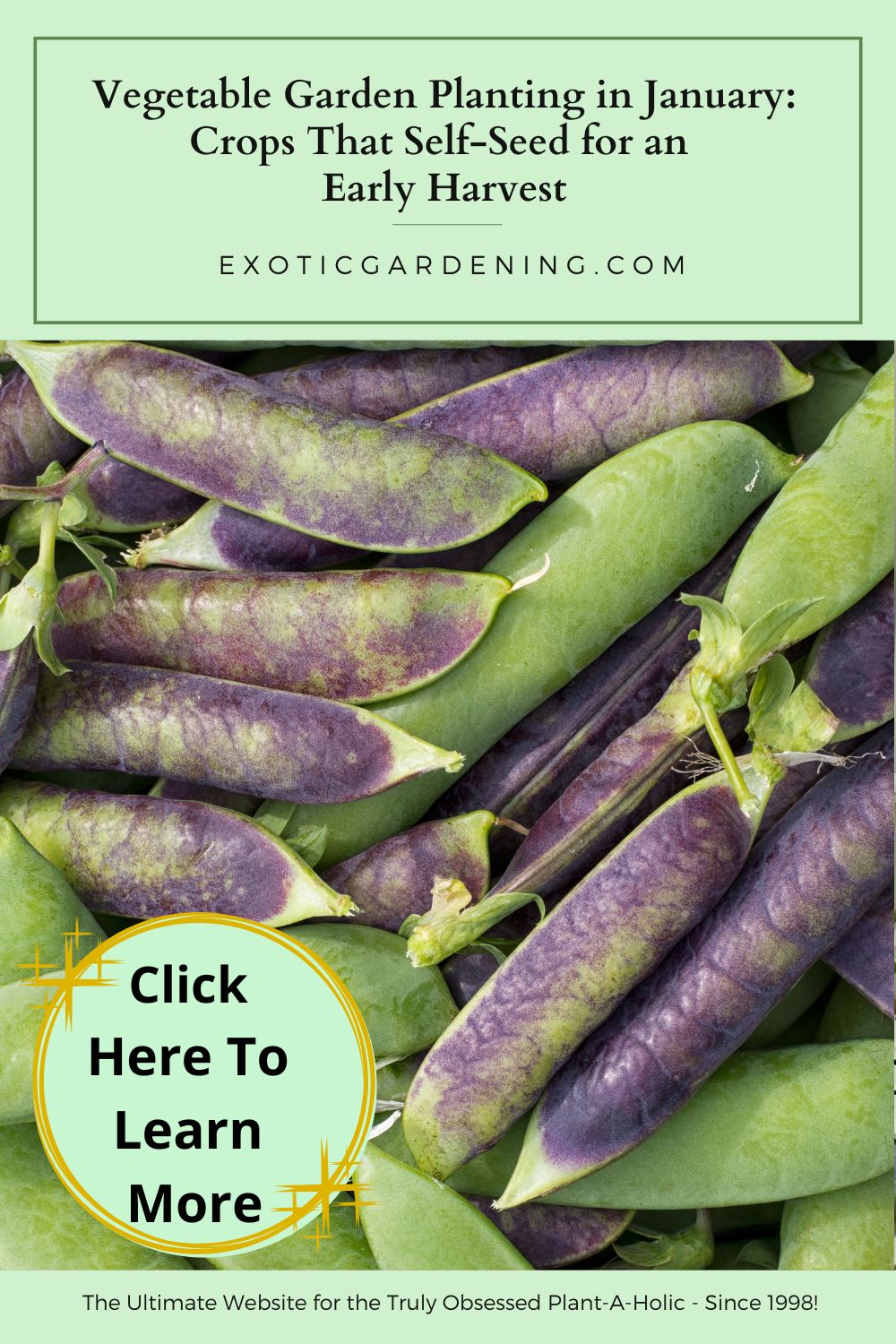 Freshly harvested purple and green edible pod peas, ideal for early January vegetable garden planting.