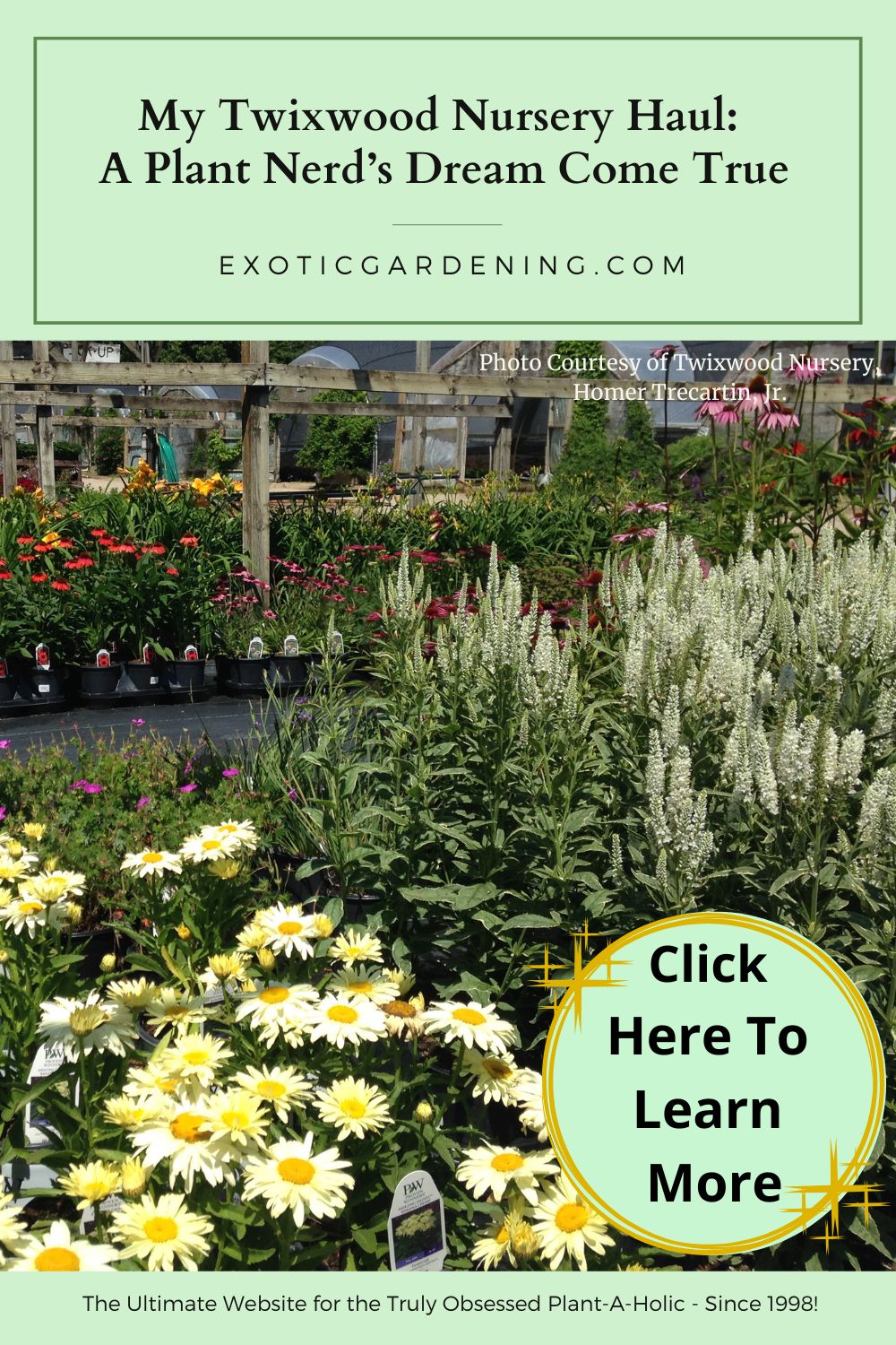 Colorful perennial display at Twixwood Nursery featuring daisies, veronica, and Echinacea varieties in full bloom.