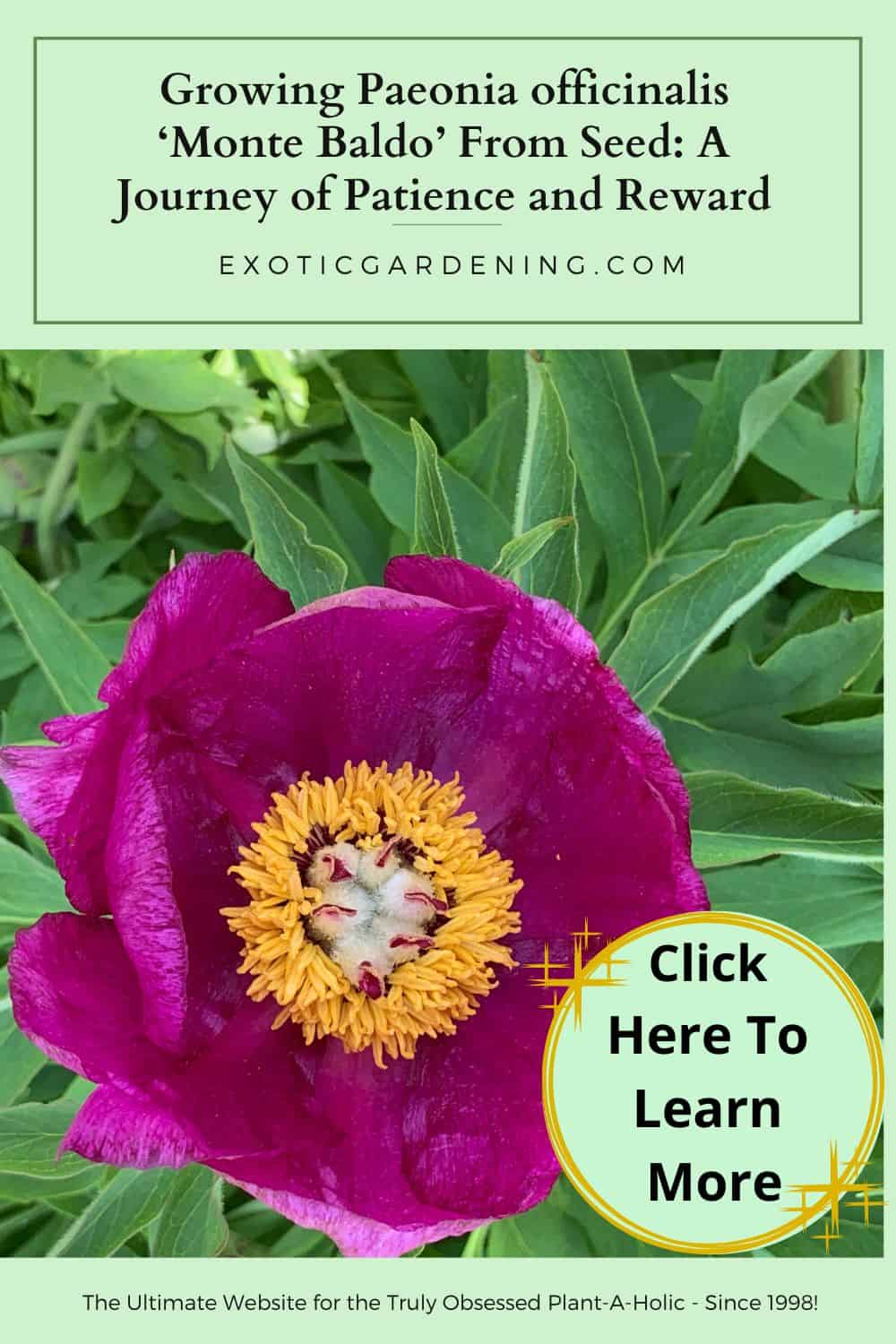 Deep magenta Paeonia officinalis ‘Monte Baldo’ flower in full bloom surrounded by lush green foliage.