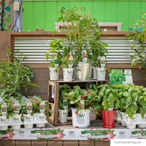 Proven Winners plants for sale.