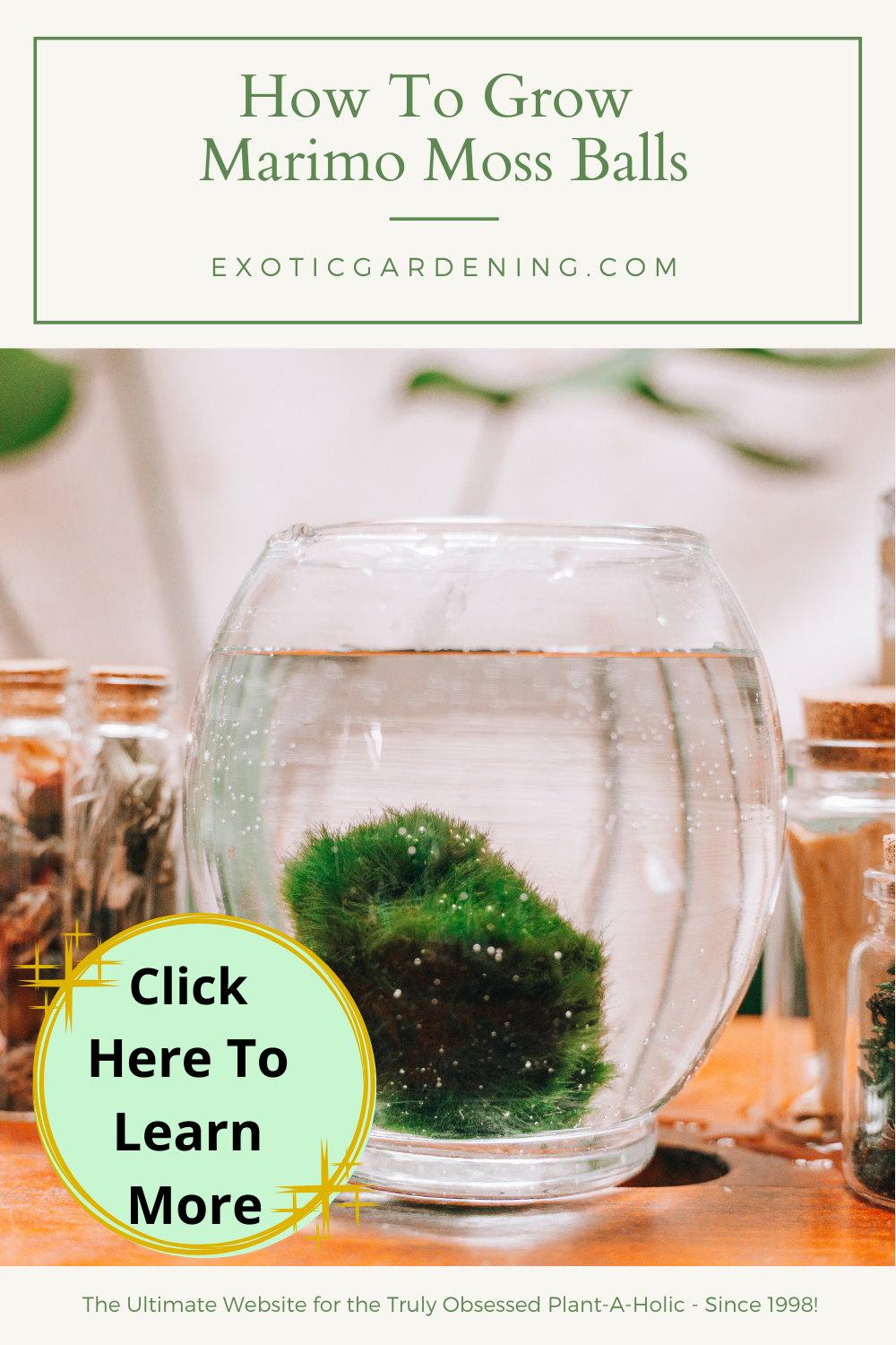 1 Marimo Moss Balls – Bloomin' Gems