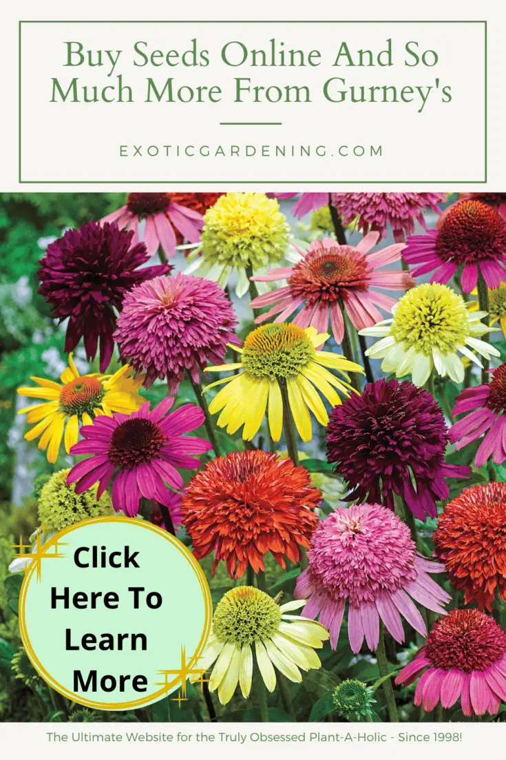 Buy Seeds Online And So Much More From Gurney's Exotic Gardening