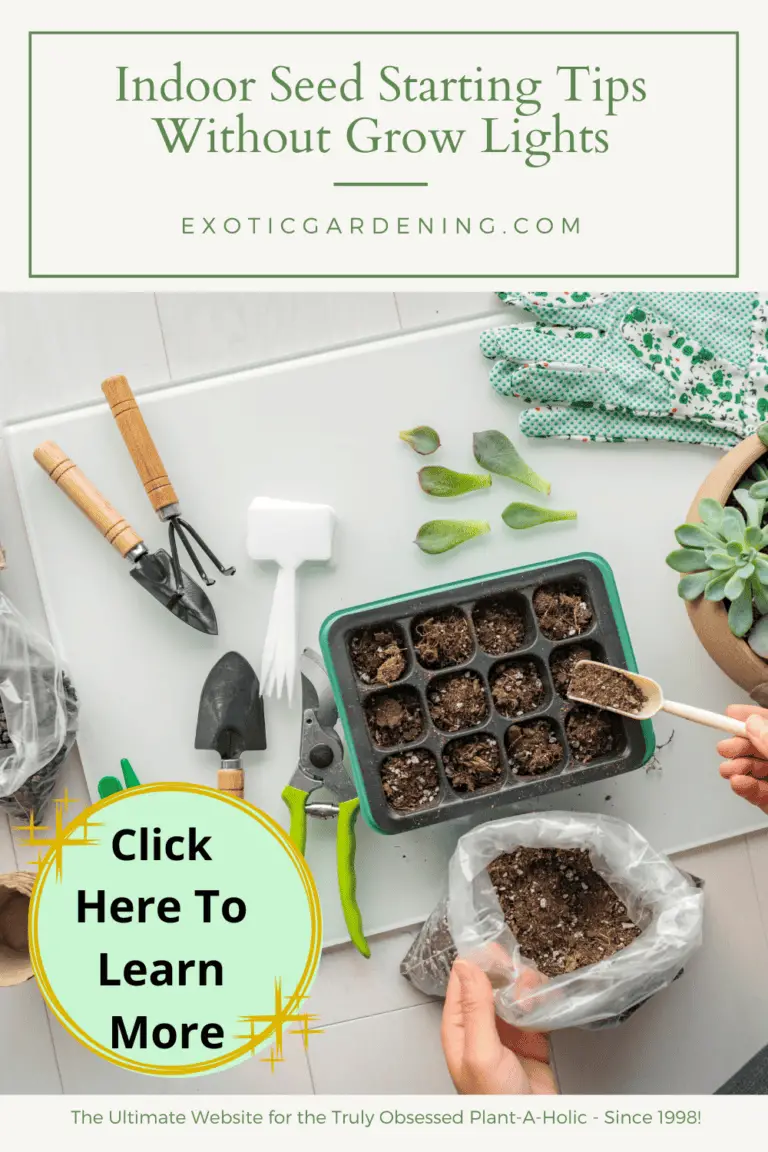 Indoor Seed Starting Tips Without Grow Lights Exotic Gardening