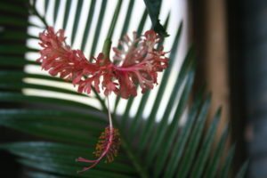 A hibiscus in bloom in front of a cycad leaf.