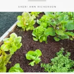 Lettuce growing in a garden.