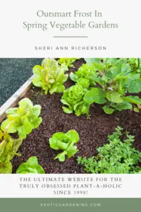 Lettuce growing in a garden.