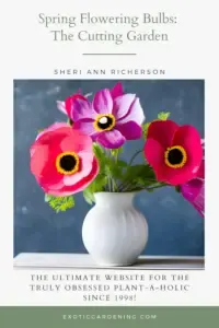 A bouquet of anemone in a white vase.