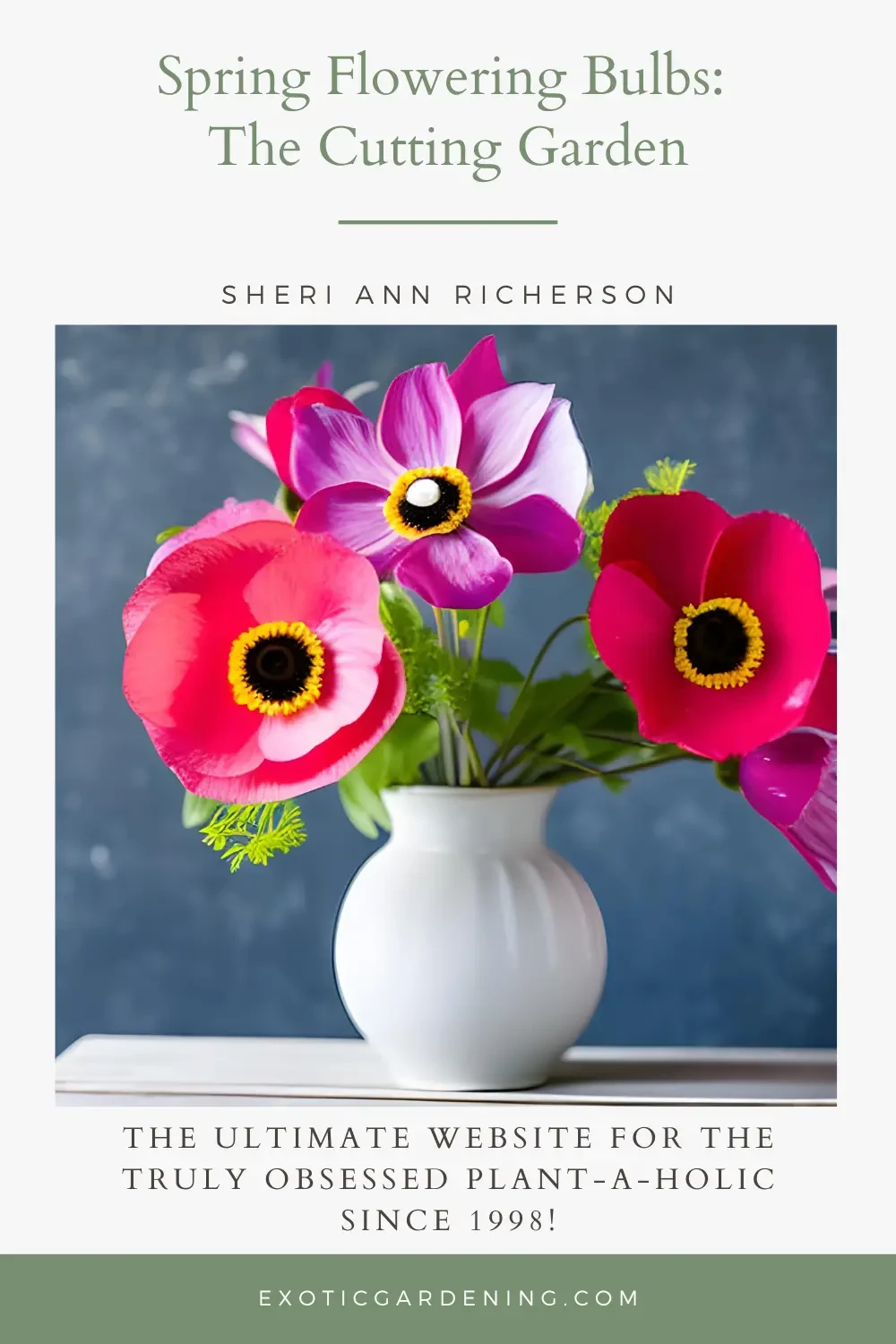 A bouquet of anemone in a white vase.