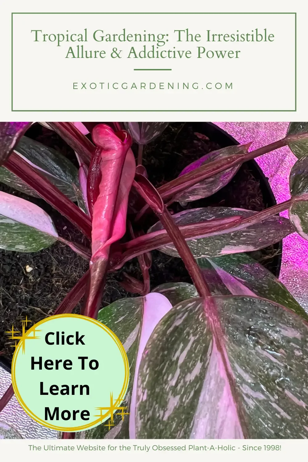 Philodendron Pink Princess with a new leaf unfurling.