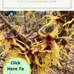 Witch hazel in bloom.