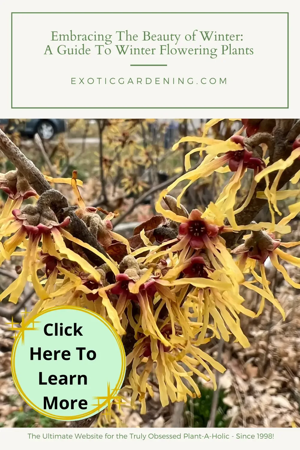 Witch hazel in bloom.