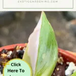 The leaves of a highly variegated Philodendron Pink Princess plant growing in a pot.