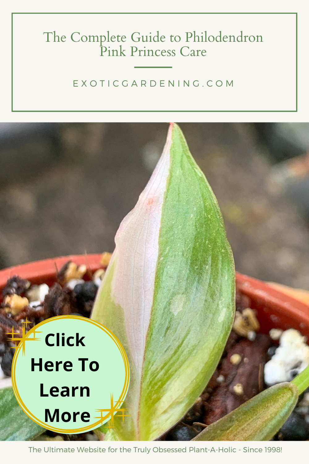 The leaves of a highly variegated Philodendron Pink Princess plant growing in a pot.