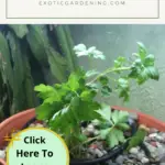 Cilantro growing in my aquaponic pot.