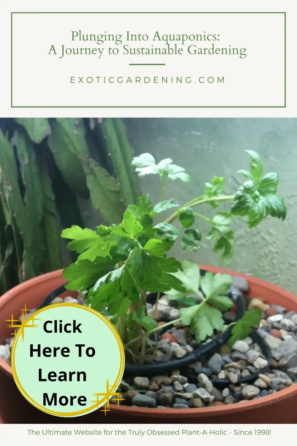 Cilantro growing in my aquaponic pot.