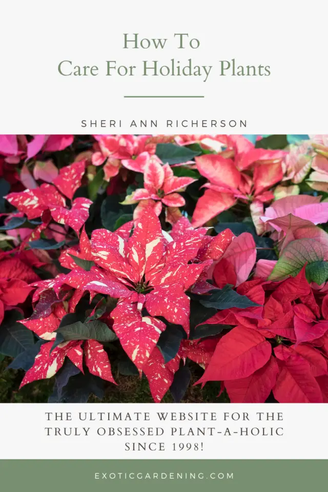 How To Care For Holiday Plants Exotic Gardening