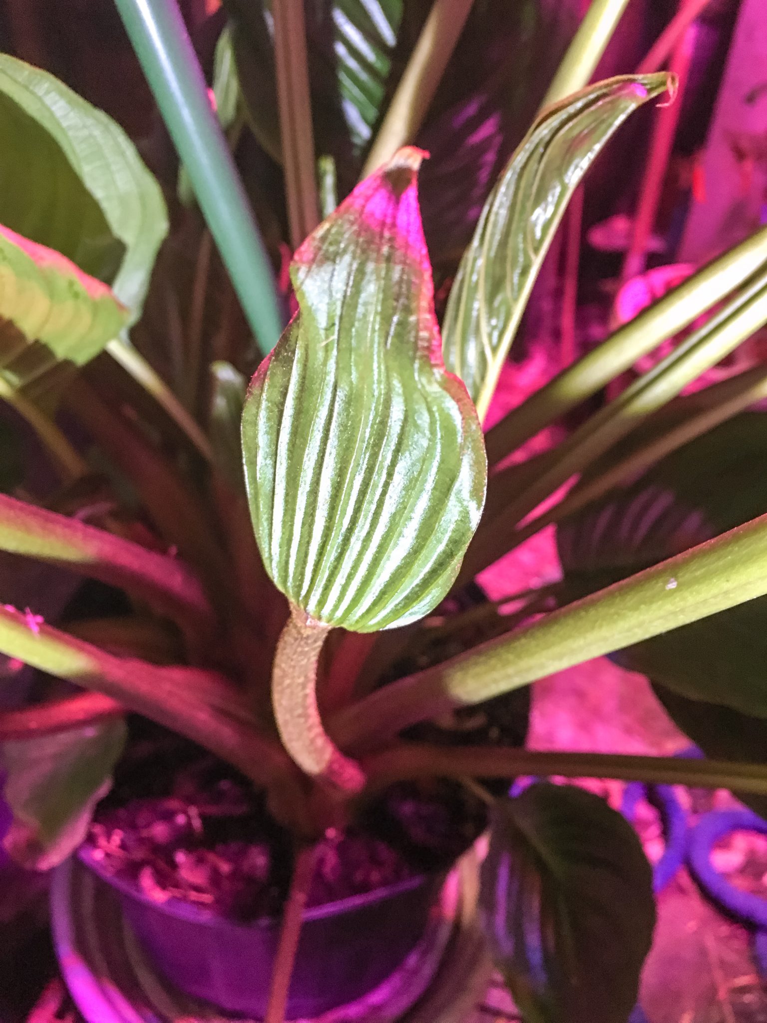 How To Grow Tacca To Be A Successful Bloomer