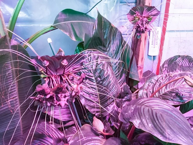 How To Grow Tacca To Be A Successful Bloomer