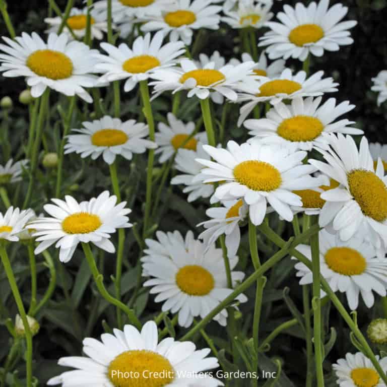 Four Perennial Plants That Are Easy To Care For - Exotic Gardening