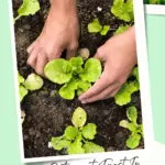 Lettuce being planted in the ground.