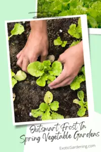 Lettuce being planted in the ground.