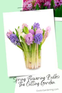 A bouquet of crocus in a vase.