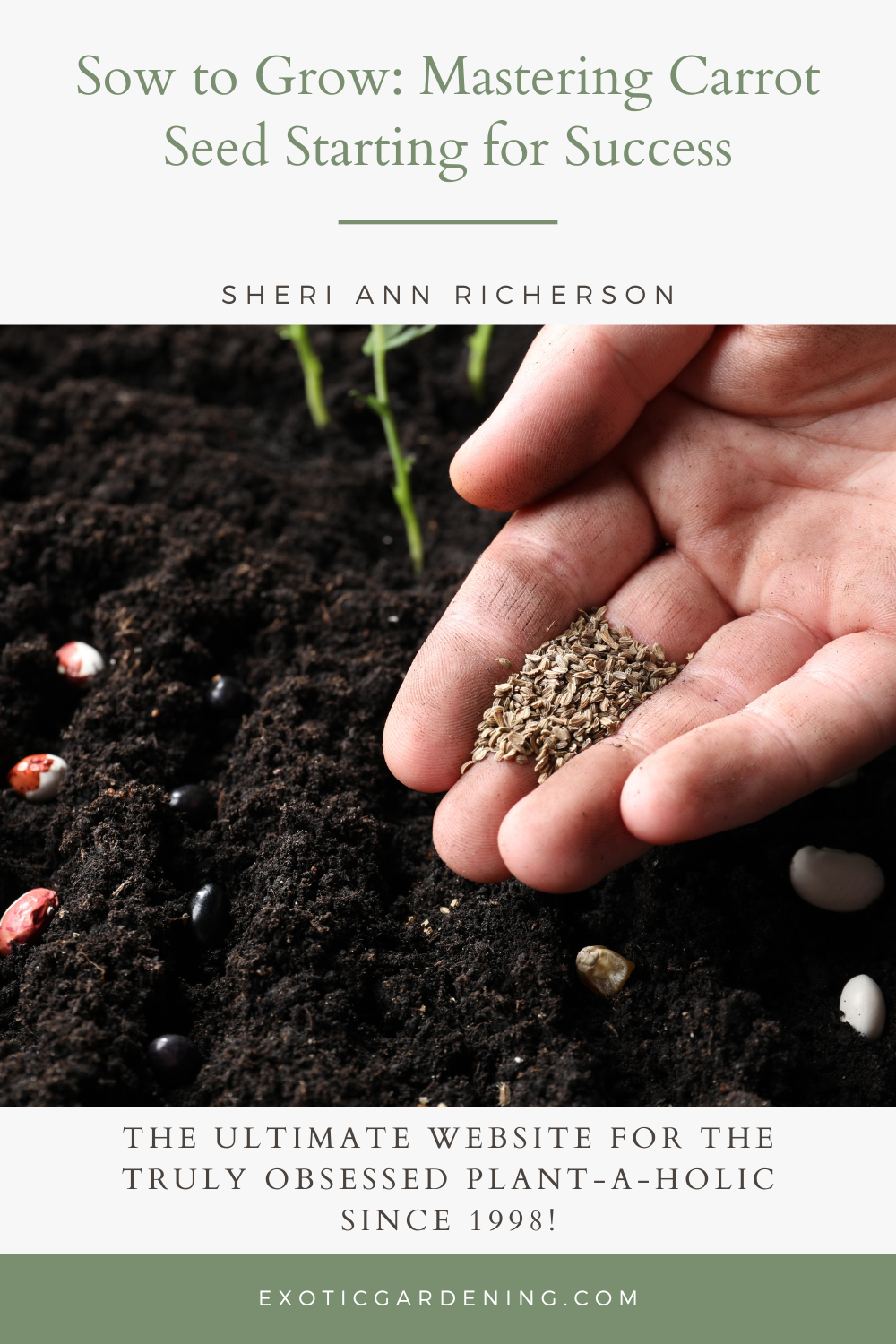 A hand holding carrot seeds they are about to plant in the soil below.