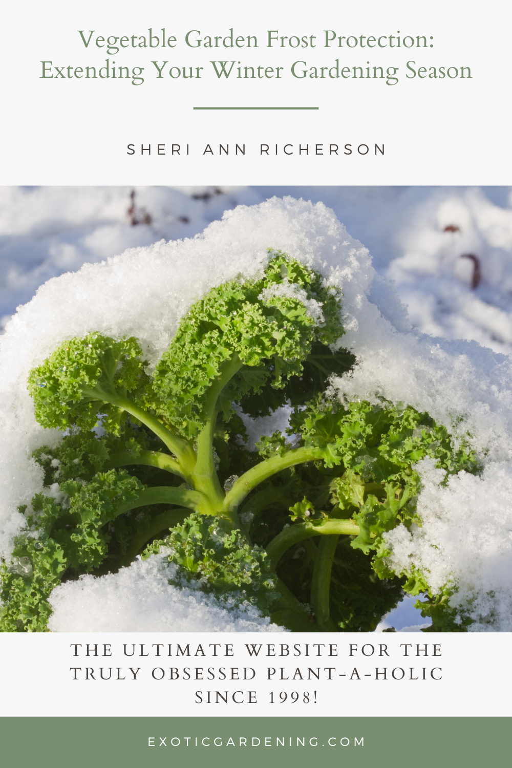 Kale in the snow.