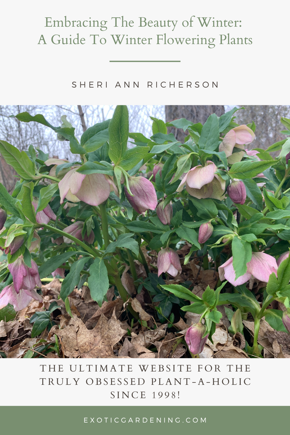 Hellebore in bloom.