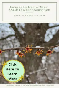 Witch hazel in bloom.