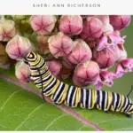 A Monarch caterpillar on a milkweed leaf near an unopened milkweed flower.