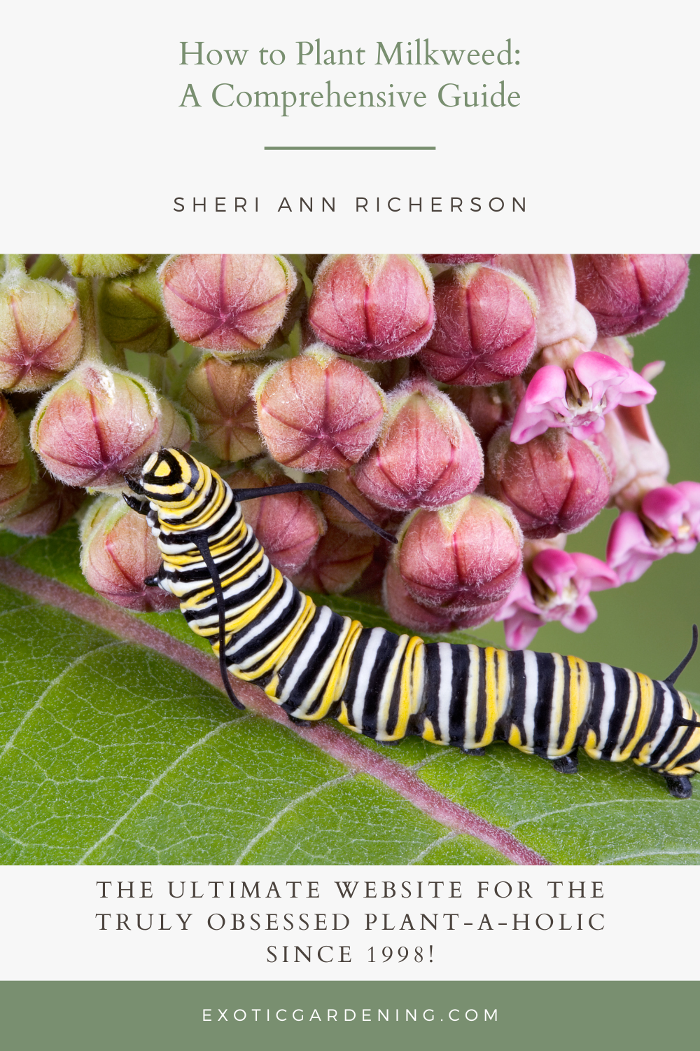 A Monarch caterpillar on a milkweed leaf near an unopened milkweed flower.