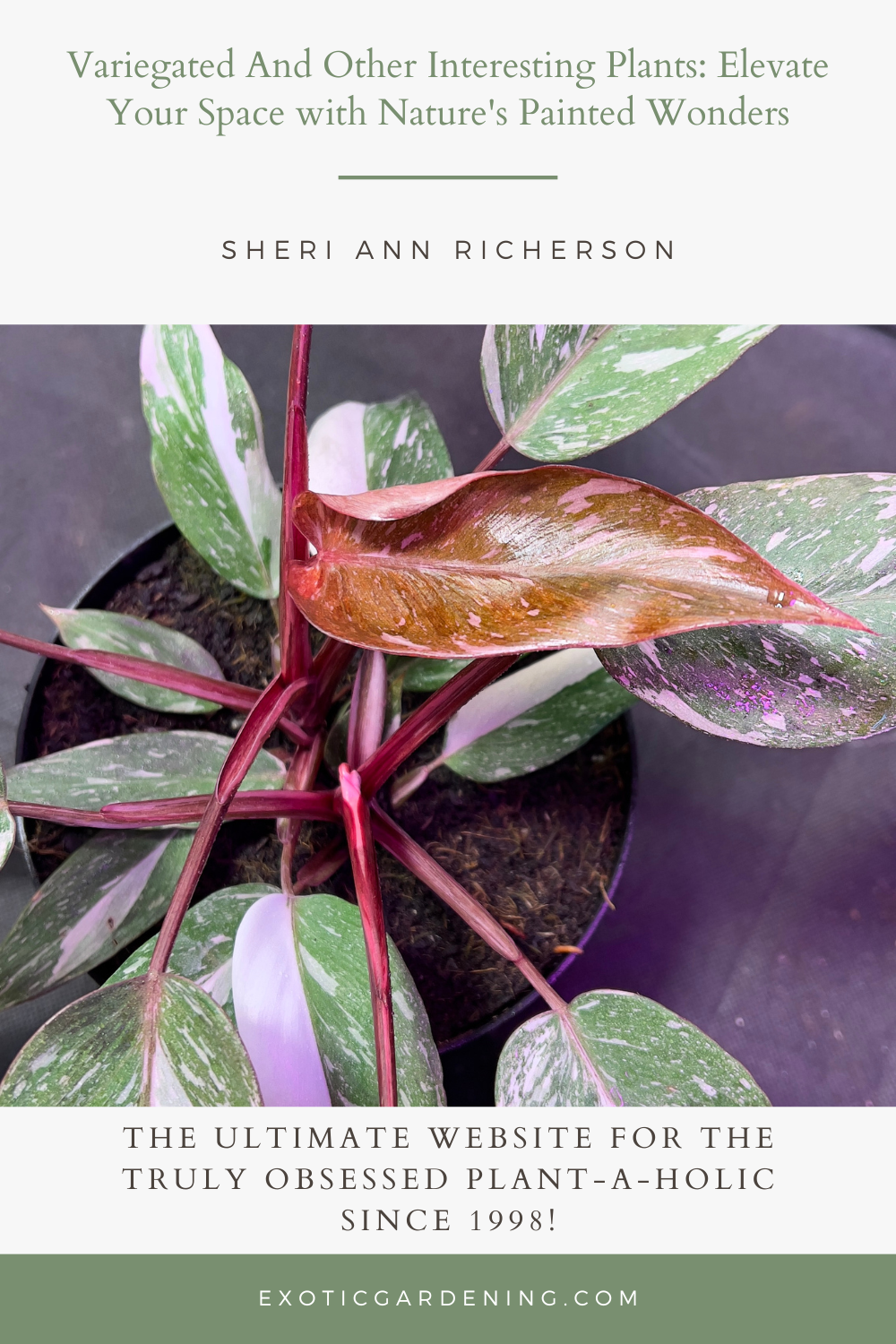 A Philodendron Pink Princess in a pot.