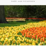 Yellow and orange tulips in bloom in a garden.