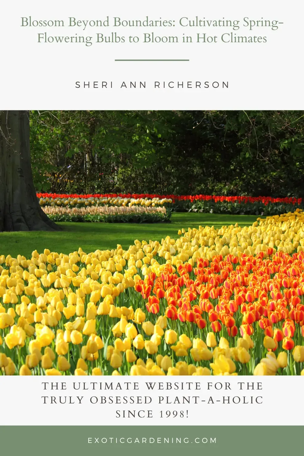 Yellow and orange tulips in bloom in a garden.