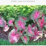 Caladium planted in front of a hedge.