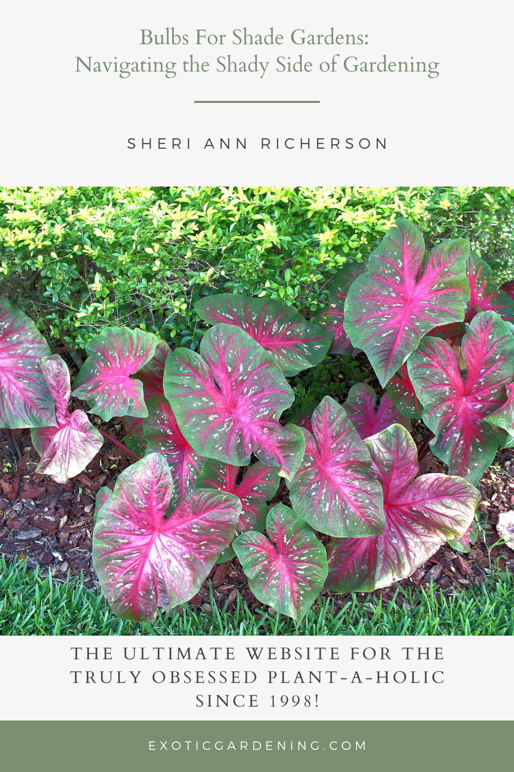 Caladium planted in front of a hedge.