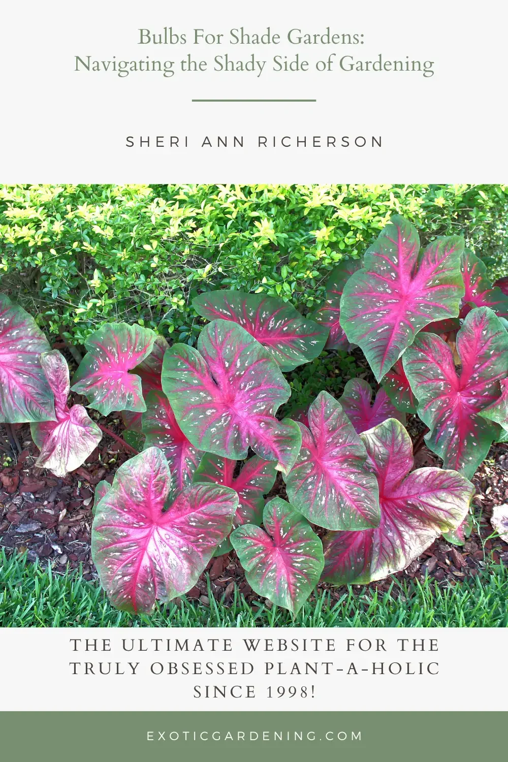 Caladium planted in front of a hedge.