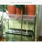 An image of the aquaponic system being setup.