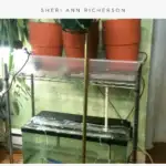 An image of the aquaponic system being setup.