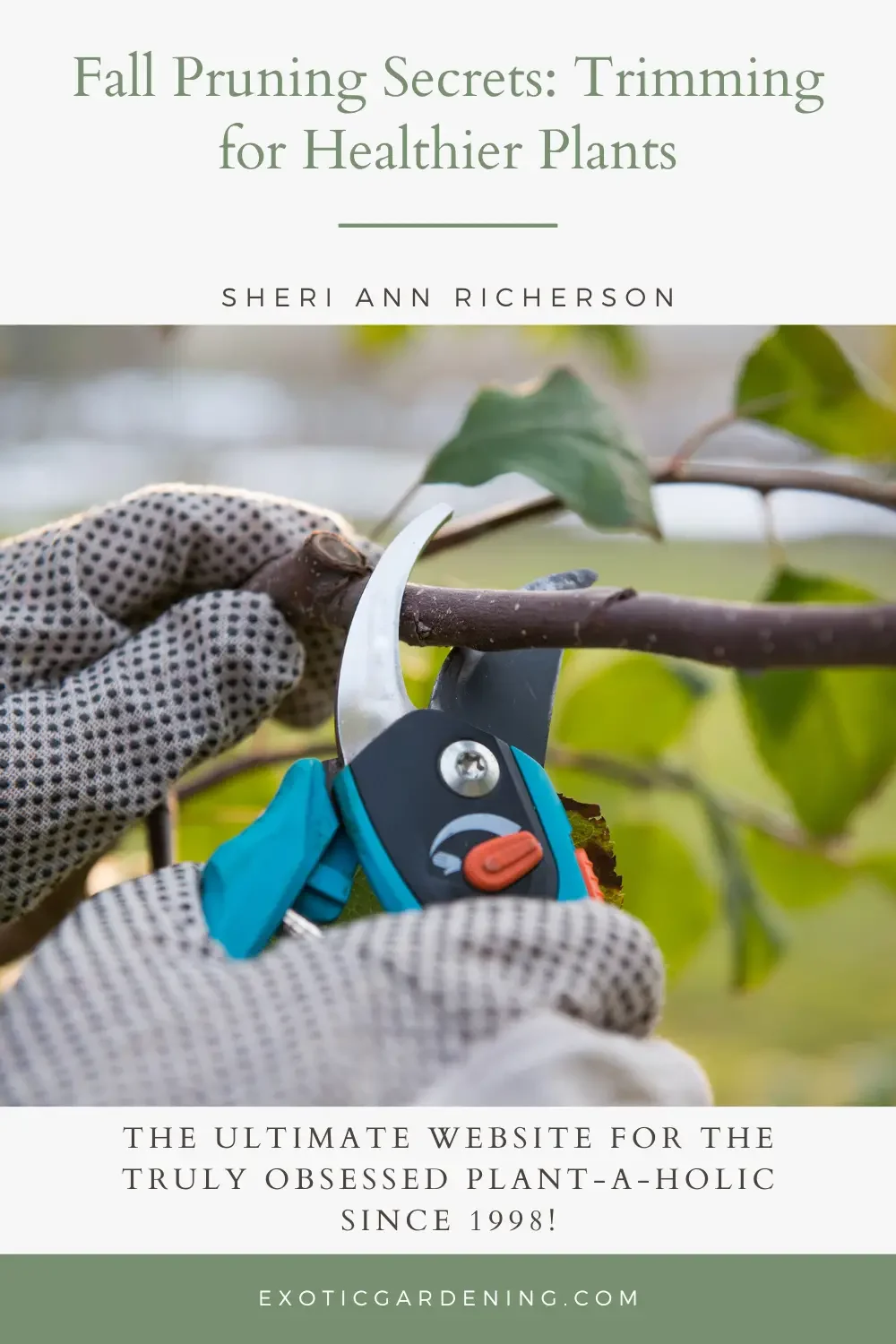 Using hand pruners to remove a branch from a tree.