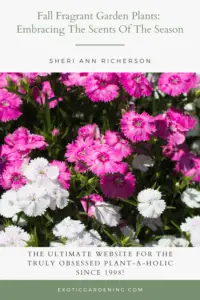 Pink and white dianthus in bloom.