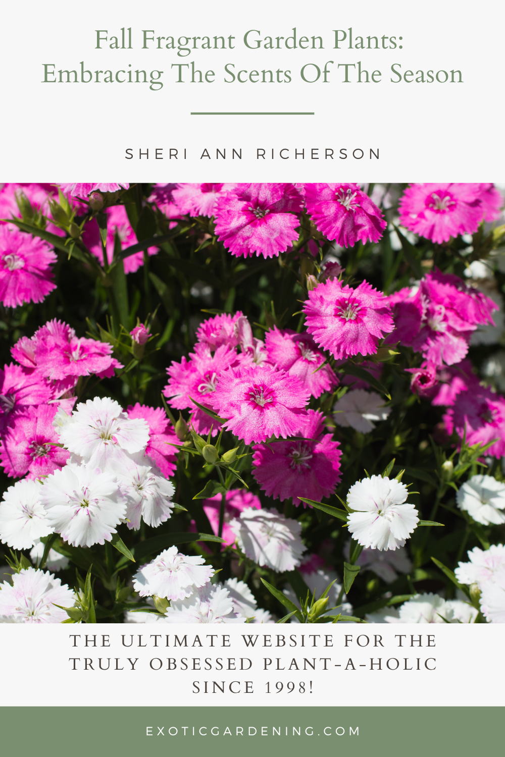 Pink and white dianthus in bloom.