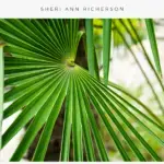 Trachycarpus fortunei - windmill palm leave
