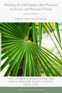 Trachycarpus fortunei - windmill palm leave