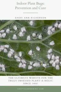 Whiteflies on the back of a leaf.