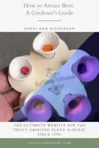 The Vision Bee Cups showing human vision vs bee vision.